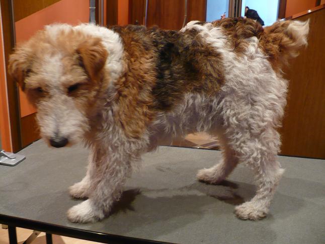 Fox terier szorstkowłosy przed strzyżeniem, stojący na szarym stole w salonie pielęgnacji zwierząt, z widocznym odrostem sierści.